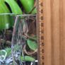 John Rocha Waterford Crystal Wine Glasses Set of 4 Signature Cut Image 4
