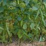 Broad Bean / Butter Bean / Seeds Image 2