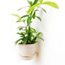 Brass Wall Plant Hanger - 2 different sizes Priced Individually Image 8