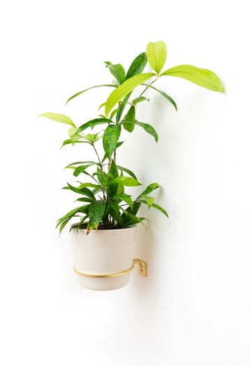 Brass Wall Plant Hanger - 2 different sizes Priced Individually
