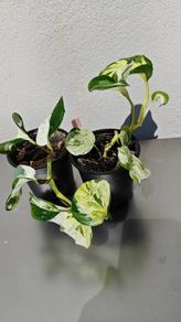 Houseplants