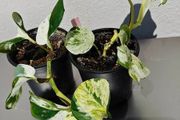 Houseplants
