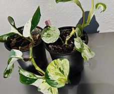 Houseplants