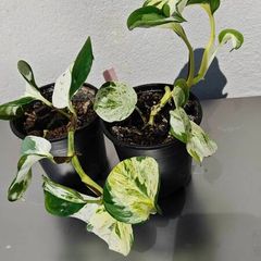 Houseplants