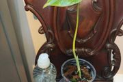 No.80 Monstera Albo baby