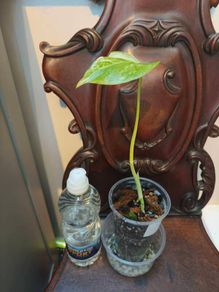 No.80 Monstera Albo baby