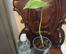 No.80 Monstera Albo baby