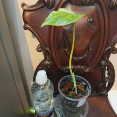 No.80 Monstera Albo baby
