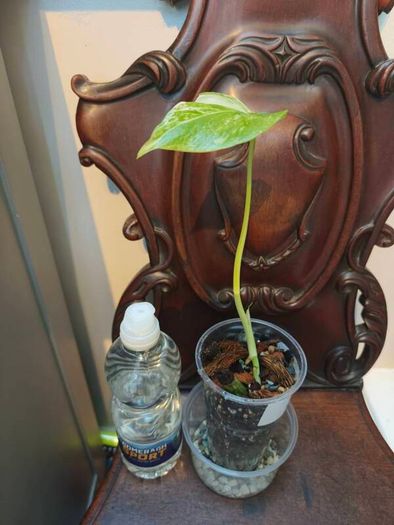 No.80 Monstera Albo baby