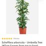 plant umbrella tree 150cm Image 5