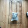 Dog Grooming Table Image 4