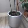 Indoor House Plant Image 3