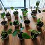 Mini Pilea Plants - 6cm Pots Image 2