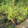 Clumping bamboo non invasive 1L pot Image 3