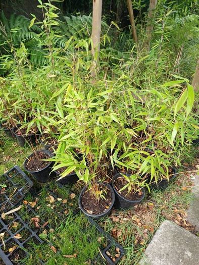Clumping bamboo non invasive 1L pot