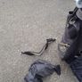 golf bag Image 6