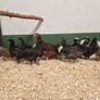 Hatching eggs,and dayolds Image 7