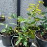 Lots Of Oak Tree Saplings Image 2