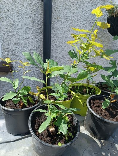 Lots Of Oak Tree Saplings
