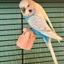 Large cage (& all accessories) plus two happy healthy budgies (1 male, 1 female) for sale Image 4
