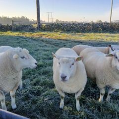 Galway rams