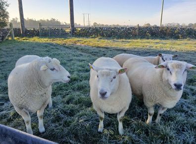 Galway rams