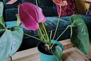 Anthurium Louisiana