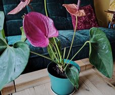 Anthurium Louisiana