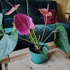 Anthurium Louisiana