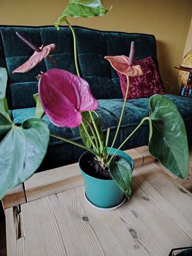 Anthurium Louisiana
