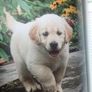 Golden Retriever Manual Image 5