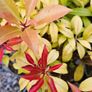 Summer Bedding Plants Image 8