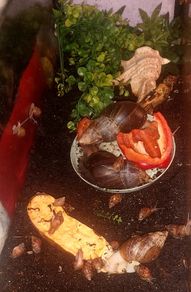 Free snails