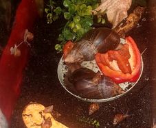 Free snails