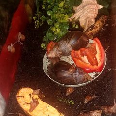 Free snails