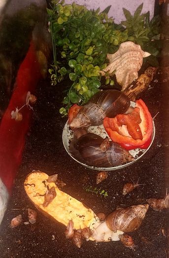 Free snails