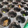 Plant Seedling Trays, FREE Image 2