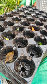 Free Plant Pots