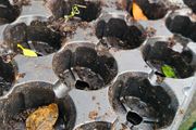 Free Plant Pots
