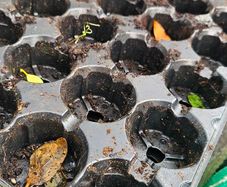 Free Plant Pots