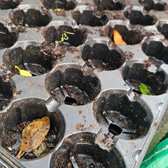 Free Plant Pots