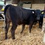 10 Continental Heifers - Image 3