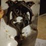 Ornate Cast Iron Butterfly Door Knocker Image 2