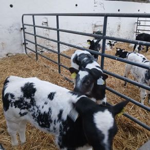 Belgian Blue calves