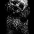 Toffee1