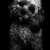 Toffee1
