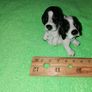 Spaniels Dimontti Italy Style Image 4