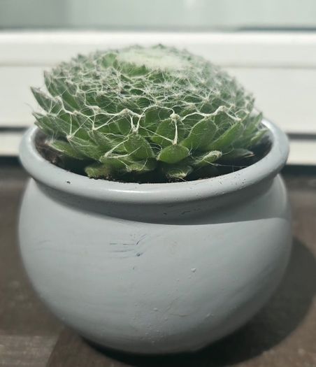 succulents
