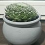 small idoor plant Image 2