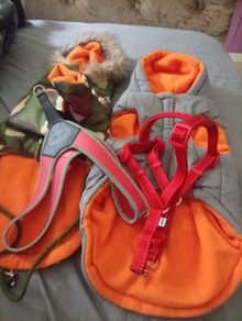Dog accessories bundle
